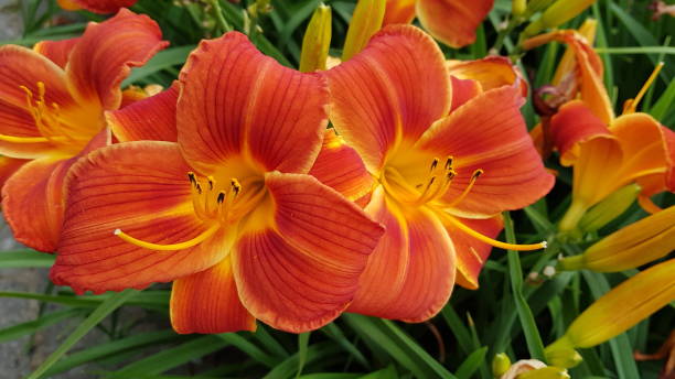 istock Orange and yellow lily flowers 1399385257