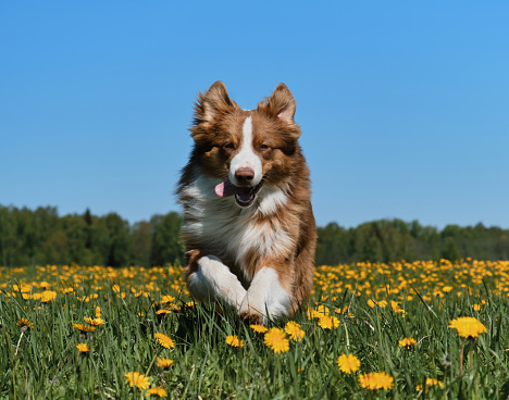 Young brown Australian Shepherd puppy runs merrily in field of yellow dandelions on sunny spring day. Thoroughbred dog Aussie among wild flowers. Funny and active pet.