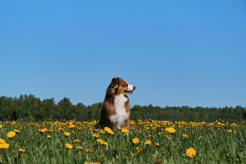 Young brown Australian Shepherd puppy sits in field of yellow dandelions in village and poses against clear blue sky on sunny spring day.