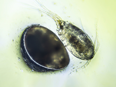 Ostracod and Copepod Cyclops is small crustacean found in freshwater pond. Zooplankton, micro crustacean under the light microscope. Magnification of 100 times, microscope objective 10