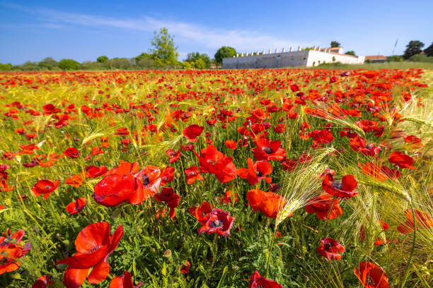 A wheat field with a red poppy, in Vrana, Croatia A wheat field with a red poppy, in Vrana, Croatia Sepal stock pictures, royalty-free photos & images