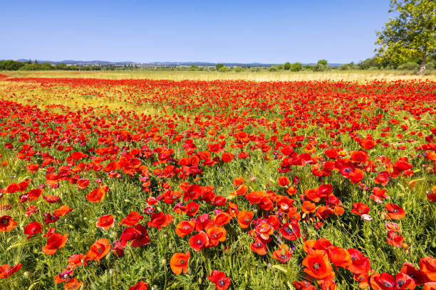 A wheat field with a red poppy, in Vrana, Croatia A wheat field with a red poppy, in Vrana, Croatia Sepal stock pictures, royalty-free photos & images