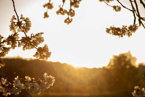 branches of a blossoming wild apple tree in spring against the sun