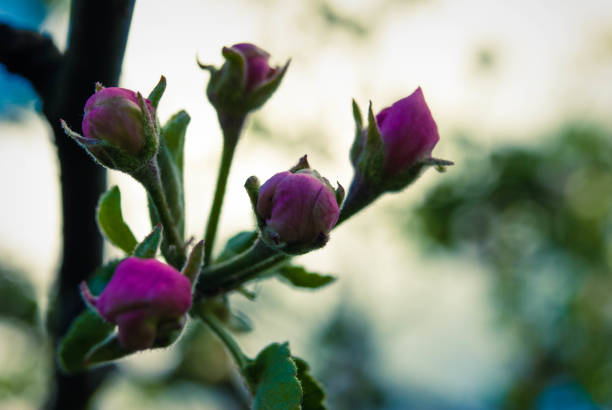 Fresh beautiful flowers of the apple tree. Spring apple blooming.