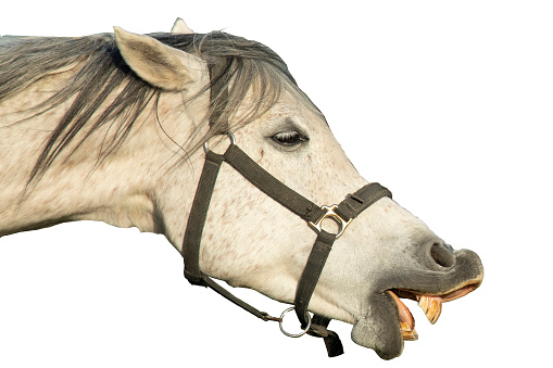white horse muzzle with bared teeth isolated on  black background