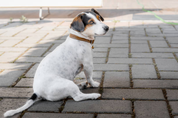 istock The dog walks in a collar sits on the sidewalk. 1399390698