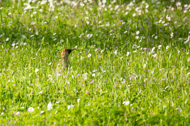 green woodpecker in the grass in spring