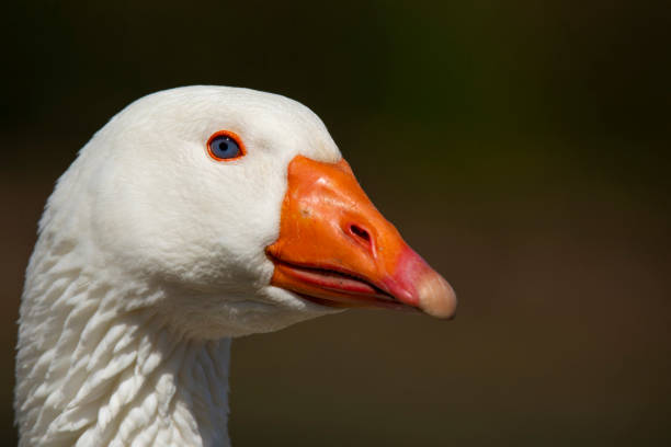 istock goose head on a blurred background close-up 1399395497