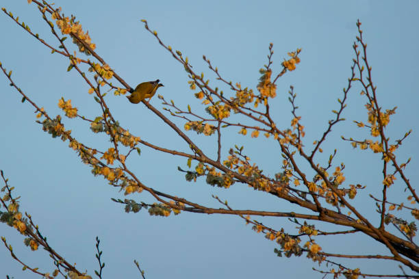 Elm branch in spring with a small bird against the blue sky Elm branch in spring with a small bird against the blue sky wych elm stock pictures, royalty-free photos & images