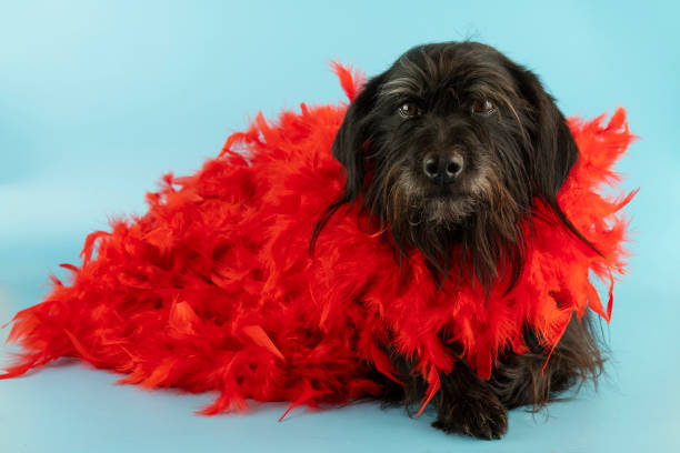 istock Funny Schnauzer dog in a red boa dressed for carnival 1399395953