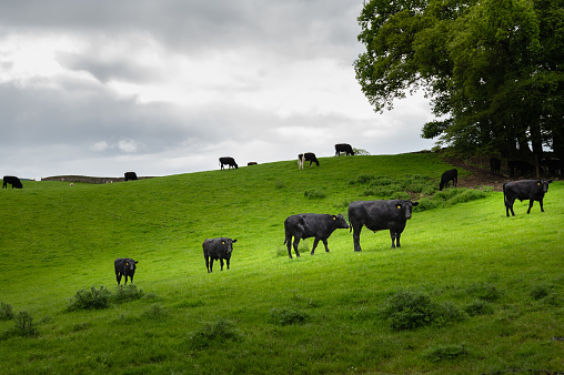 Small group of black beef cattle grazing in a field of lush grass on an overcast morning in Scotland
