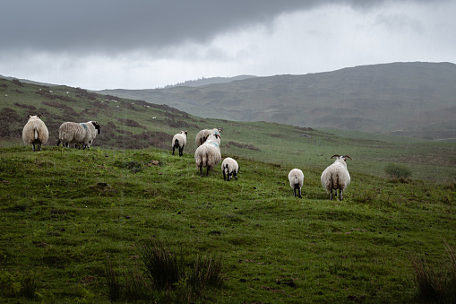 Sheep and lambs standing in a remote uncultivated area of rural Scotland during a heavy rain shower