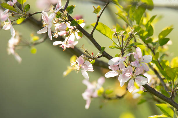 istock branches of a blossoming spring apple tree on a blurred background 1399396181