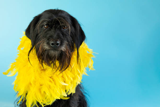 divertente schnauzer in un boa giallo vestito per carnevale - color image dog snake pets foto e immagini stock