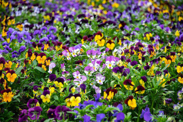 istock Violets blooming in the spring garden 1399396512
