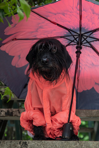 Funny Schnauzer  dog in a raincoat and umbrella in the rain