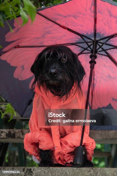 Funny Schnauzer Dog In A Raincoat And Umbrella In The Rain Stock Photo - Download Image Now
