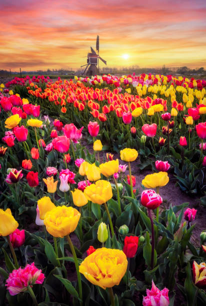 increíble puesta de sol en un campo de tulipanes multicolores en holanda - dutch culture windmill landscape netherlands fotografías e imágenes de stock