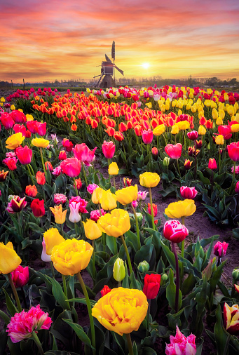multicolored tulip fields in front of a Dutch windmill under a nicely clouded sky at sunset