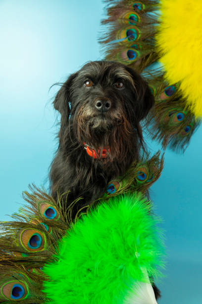 istock funny schnauzer with two fans with ostrich feathers on a blue background 1399396804