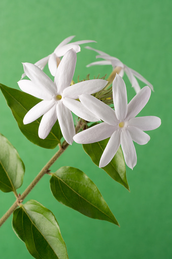 white common jasmine flowers on a green background, most fragrant blooming flower plant closeup view, taken in shallow depth of field