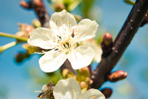 istock Fresh spring beautiful flowers of the cherry tree. 1399398418