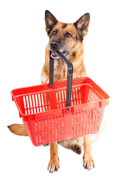 istock German shepherd holding a red basket in it's mouth 139939871