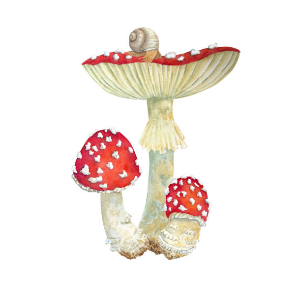 수채화 버섯, 흰색 배경에 달팽이. 엽서, 포스터, 섬유 디자인을위한 식물 삽화. - 알광대버섯 stock illustrations
