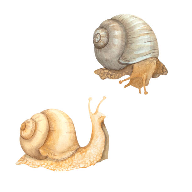 159 Slow Moving Animals Pictures Illustrations & Clip Art - iStock 159 Slow Moving Animals Pictures Illustrations & Clip Art - iStock