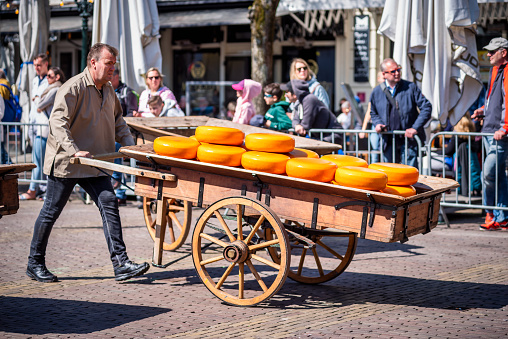 April 22, 2022 - Alkmaar, The Netherlands: Carriers walking with cheese at a famous Dutch cheese market.
