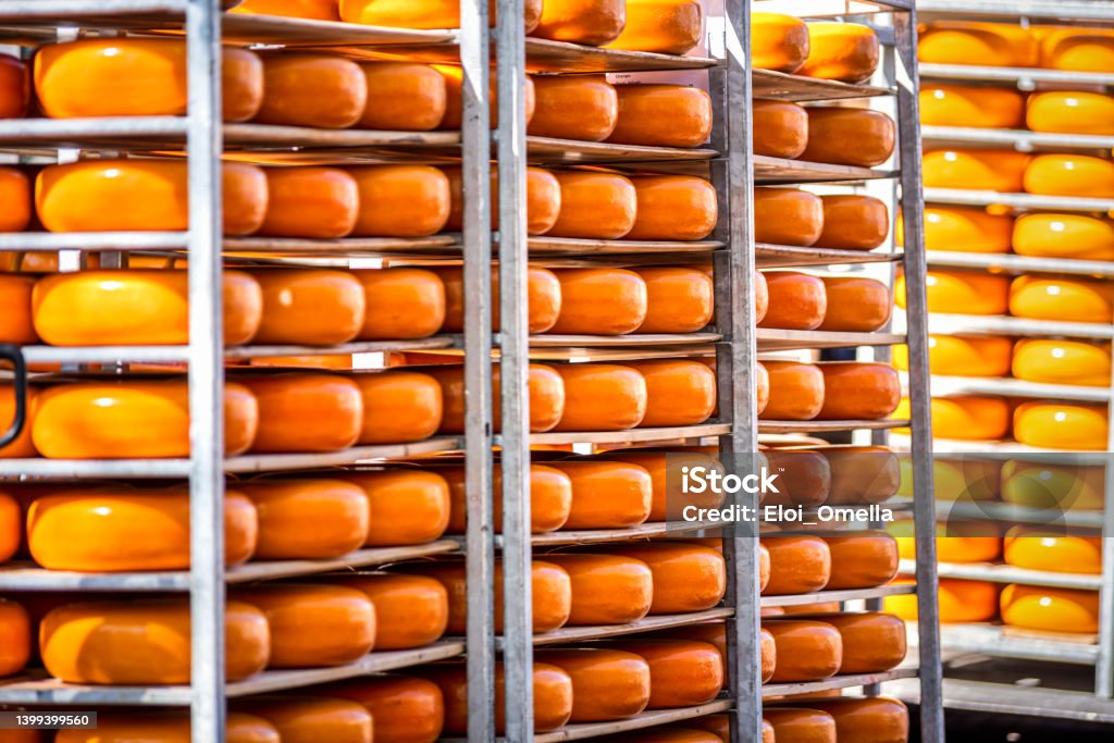 gouda cheese in Holland Yellow cheeses in the Alkmaar market, The Netherland Cheese Stock Photo