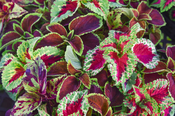 istock Colorful coleus leaves. 1399399828
