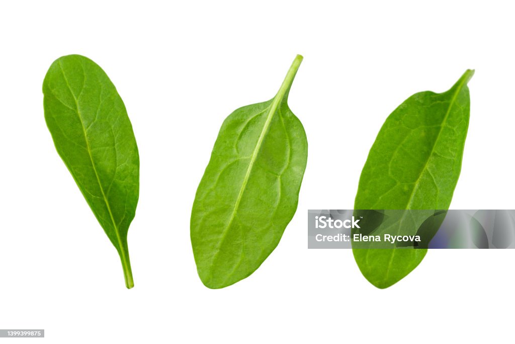 Flying spinach leaves isolated on a white background Flying spinach leaves isolated on a white background. Spinach Stock Photo
