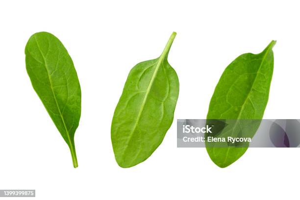 Flying Spinach Leaves Isolated On A White Background Stock Photo - Download Image Now
