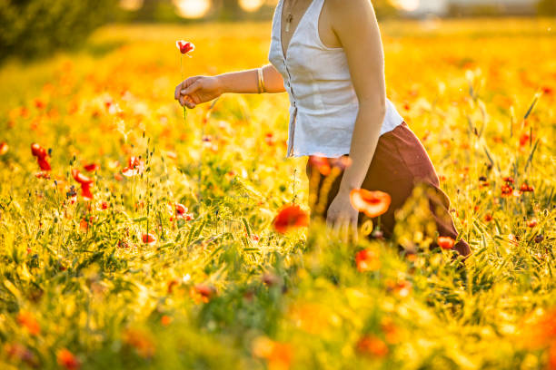 Back Lit Young Woman Walking in Poppy Field.