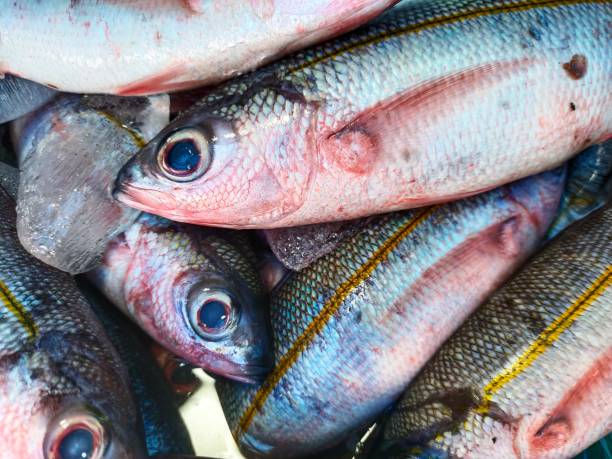 istock full frame of fish in traditional market 1399401117