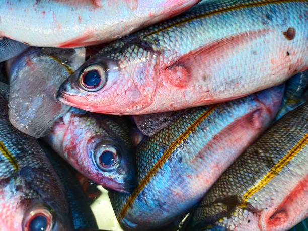 istock Full frame of sea fish of unknown type. 1399401131
