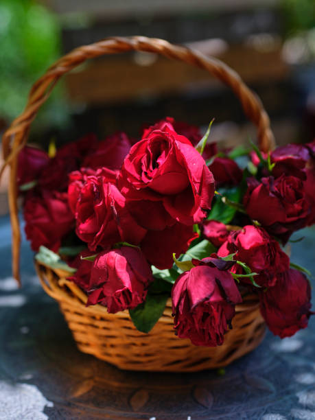 romantic red roses in a wicker basket