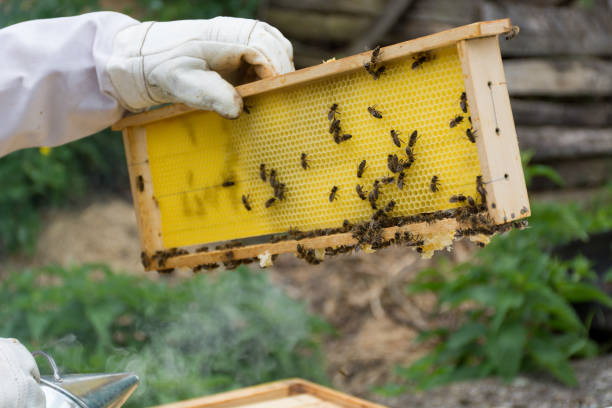 istock Beekeeper hand holds honey frame full with bees in apiary on spring day 1399401326