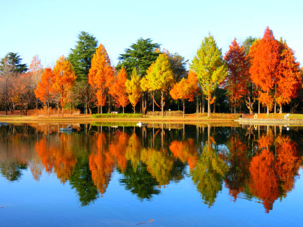 jesieni pozostawia w parku - clear sky reflection sunlight autumn zdjęcia i obrazy z banku zdjęć