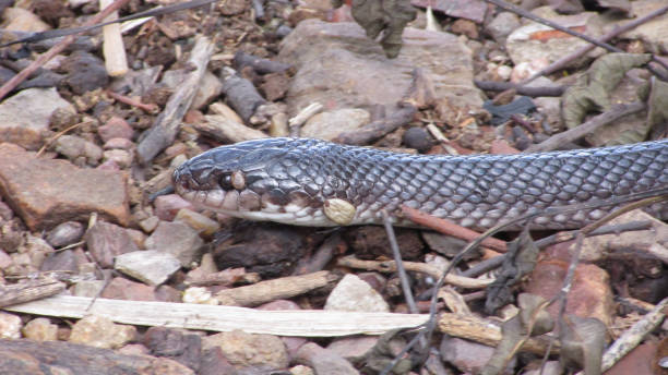 istock Snake with ticks, parasites on your body 1399401660