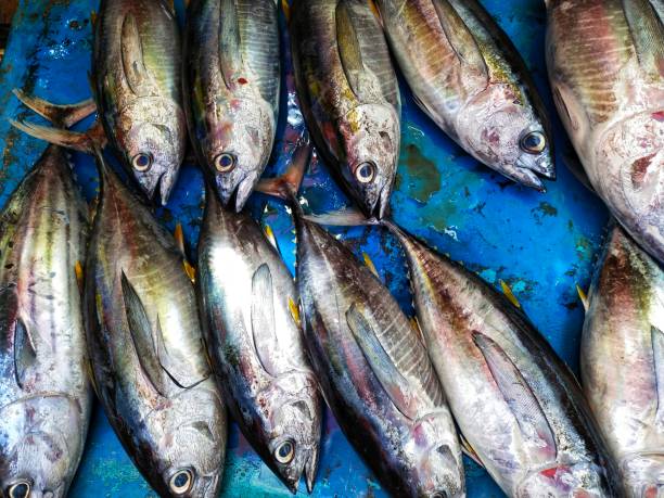 some tuna (Euthynnus affinis) on a blue bowl.