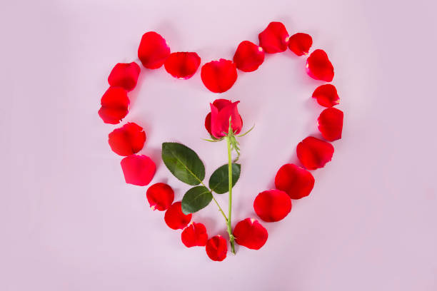 istock Rose petals centered on a pink background 1399404602