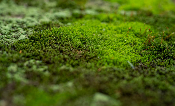 istock Macro photography of moss 1399405646