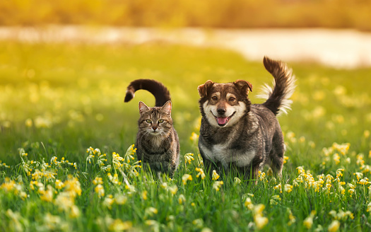 two cute furry friends striped cat and cheerful dog are walking in a sunny spring meadow