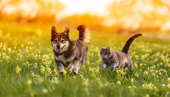 un par de amigos, un gato y un perro corren alegremente por un prado floreciente de verano photo