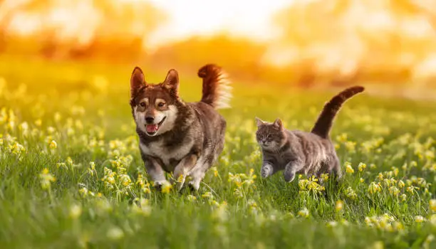 couple of friends a cat and a dog run merrily through a summer flowering meadow