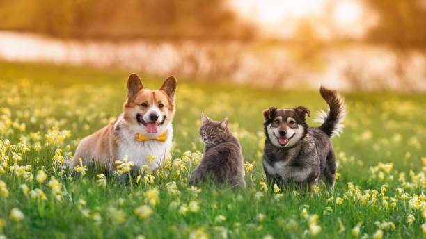 istock fluffy friends a cat and two dogs walking on a sunny spring meadow 1399405985