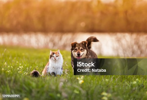 istock two cute furry friends striped cat and cheerful dog are walking in a sunny spring meadow 1399405991