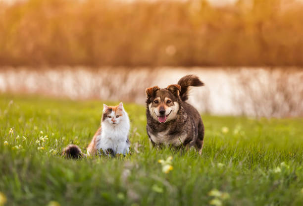 two cute furry friends striped cat and cheerful dog are walking in a sunny spring meadow - pets friendship green small imagens e fotografias de stock